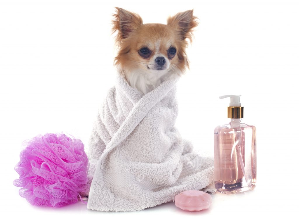 Pet Grooming in Gretna, LA Quality Pet Care