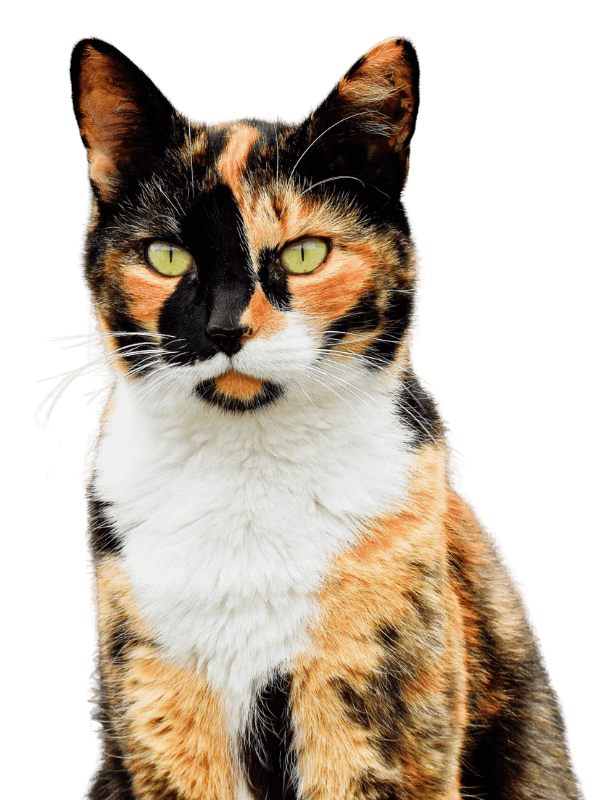 Calico Cat
