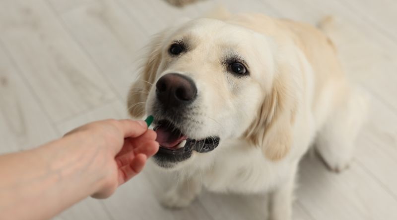 Dog taking a pill