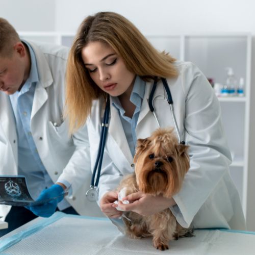 Female Vet working with a small dog