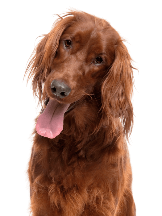 dog with head tilted and tongue out