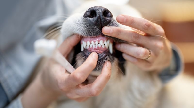 person brushing a dog's teeth