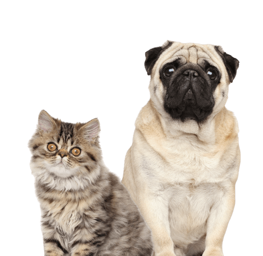 pug and kitten sitting