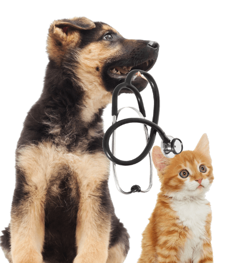 puppy and kitten with a stethoscope